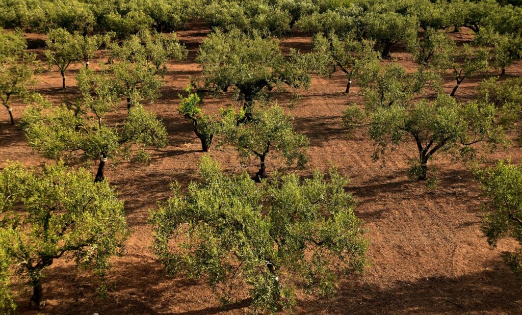 olive trees, olive field, mediterranean, agriculture, olive grove, field, nature, vegetation, green, plantation, olive planting, tree, planting, sicily, warm, summer, olive trees, olive trees, olive trees, olive trees, olive trees, olive grove, olive grove