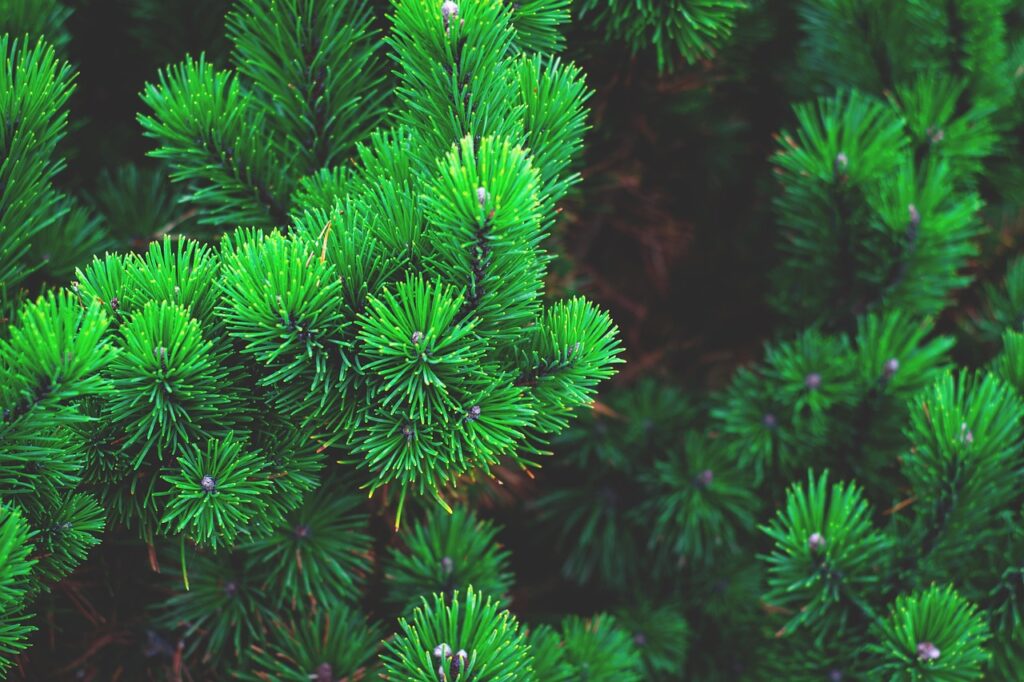 pine, plant, tree, branch, conifer, pine needles, nature, pine green, flora, tree needles, evergreen, green tree