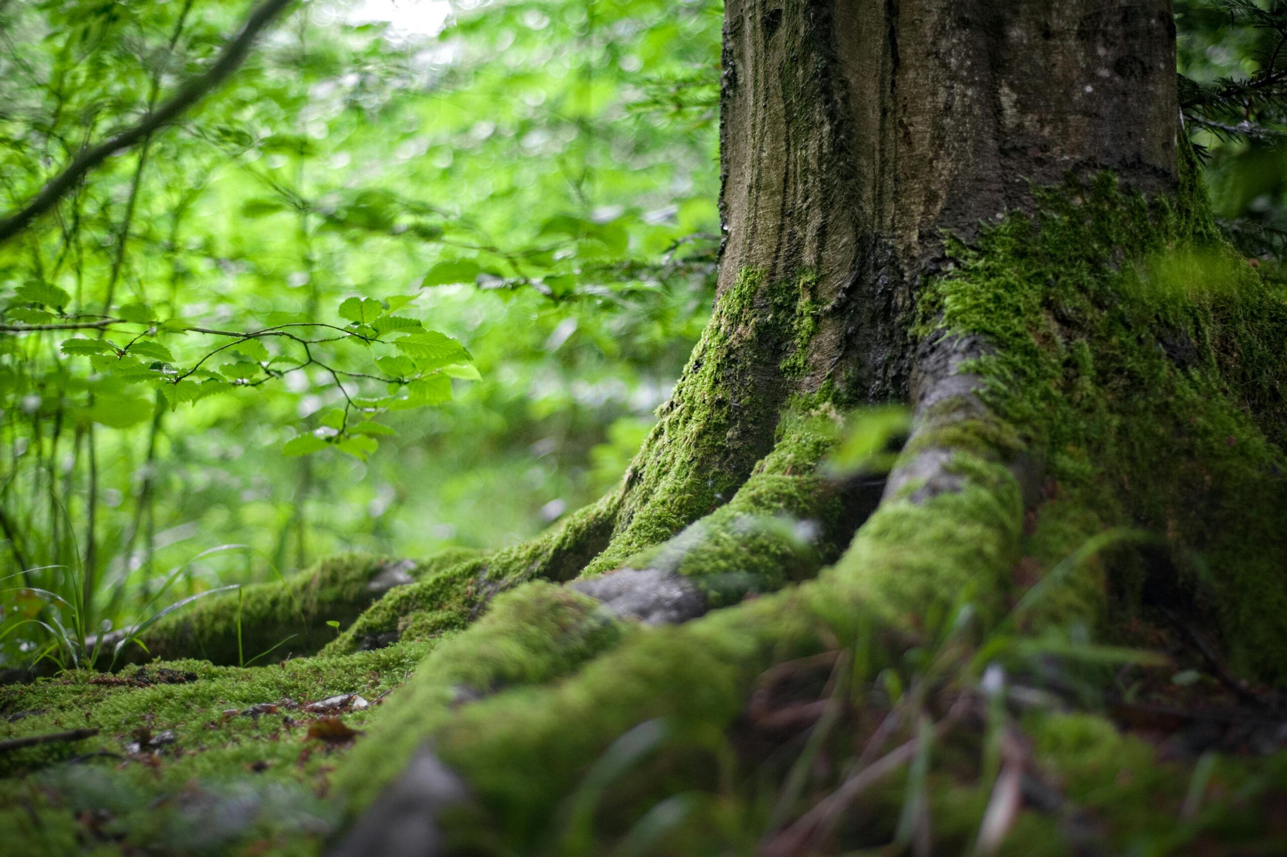About Close-up of a moss-covered tree trunk in a vibrant green forest, showcasing natural beauty.